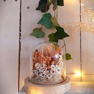 Petit jardin sous verre Ixodia