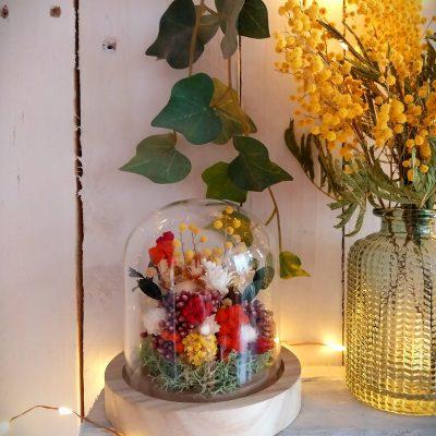 Petit jardin sous verre Mimosas